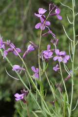 Erysimum lagascae