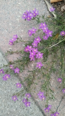 Spergularia purpurea