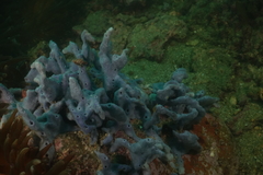 Callyspongia