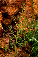 Cleome violacea