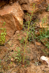 Cleome violacea