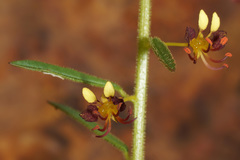 Cleome violacea