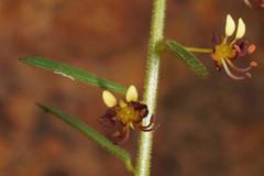 Cleome violacea