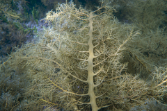 Cystophora moniliformis