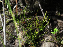 Schizaea tenella image