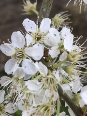 Prunus spinosa