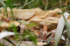 Armillaria luteobubalina