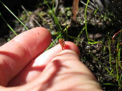 Schizaea tenella image