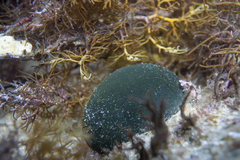 Codium pomoides
