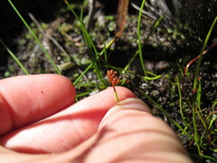 Schizaea tenella image