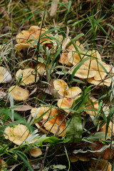Armillaria luteobubalina