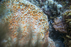 Polyandrocarpa lapidosa