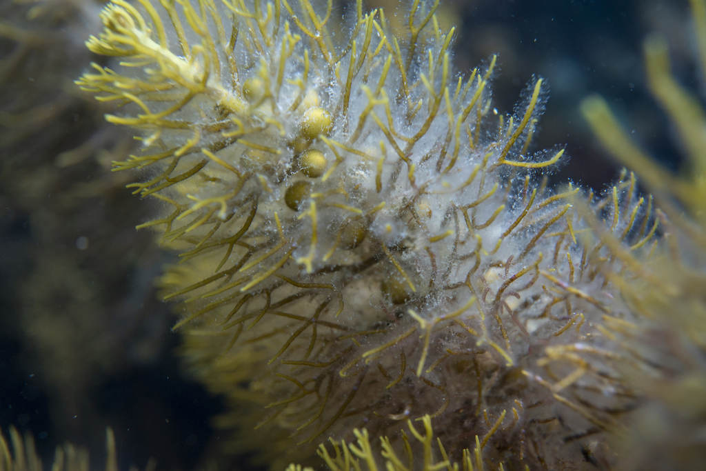 Caulocystis uvifera