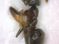 Lasius