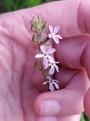 Silene gallica