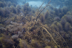 Cystophora moniliformis