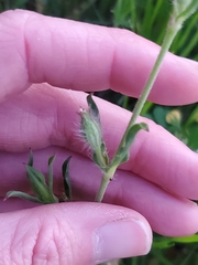 Silene gallica