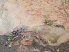 Wimmerella pygmaea