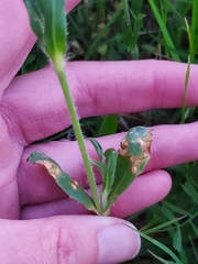 Silene gallica