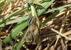 Stenaelurillus termitophagus