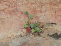 Wimmerella pygmaea