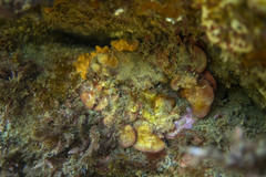 Sonderophycus capensis