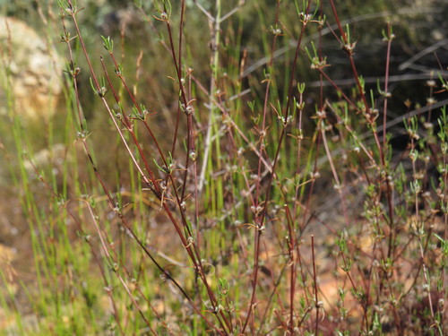 Anthospermum bicorne