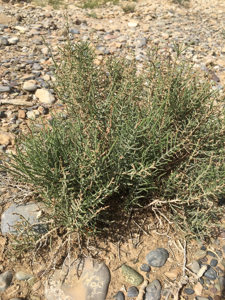 Haloxylon articulatum