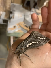 Abantiades argentata