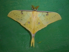 Actias parasinensis