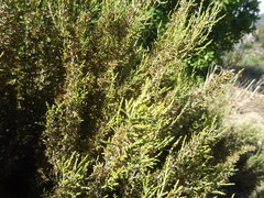 Dicerothamnus
