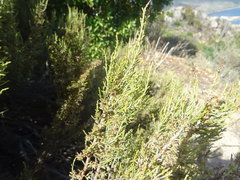 Dicerothamnus