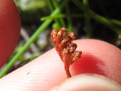 Schizaea tenella image