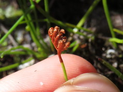 Schizaea tenella image