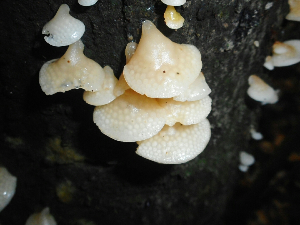 Favolaschia pustulosa · April 2021 · photo: © epopov (iNaturalist, cc-by)