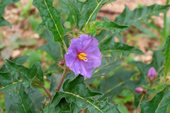 Solanum cinereum