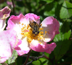 Helophilus antipodus