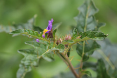 Solanum cinereum