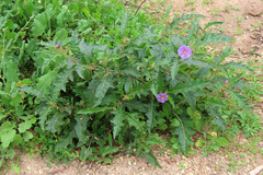 Solanum cinereum