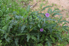 Solanum cinereum