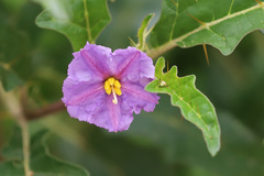 Solanum cinereum