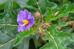 Solanum cinereum