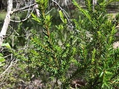 Melaleuca sieberi