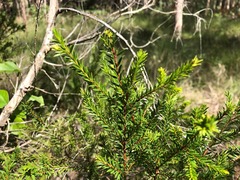 Melaleuca sieberi