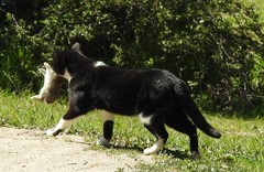 Oryctolagus cuniculus