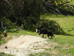 Oryctolagus cuniculus