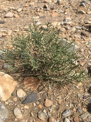 Haloxylon articulatum