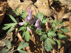 Corydalis ternata