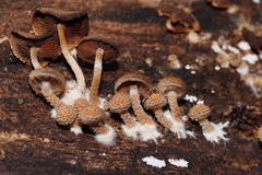 Psathyrella echinata
