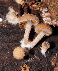 Psathyrella echinata